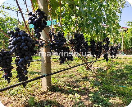 Купити саджанці винограду