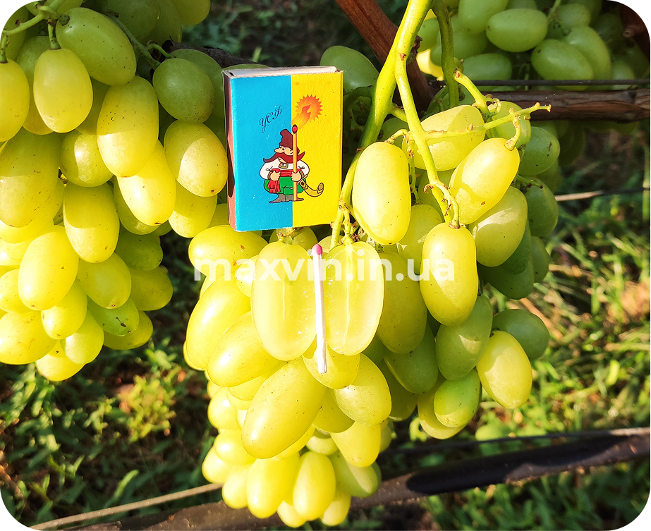 Купити черенки винограду