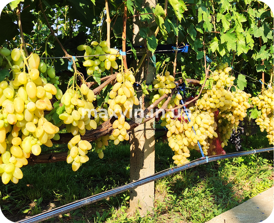 Купити саджанці винограду кишмиш онлайн