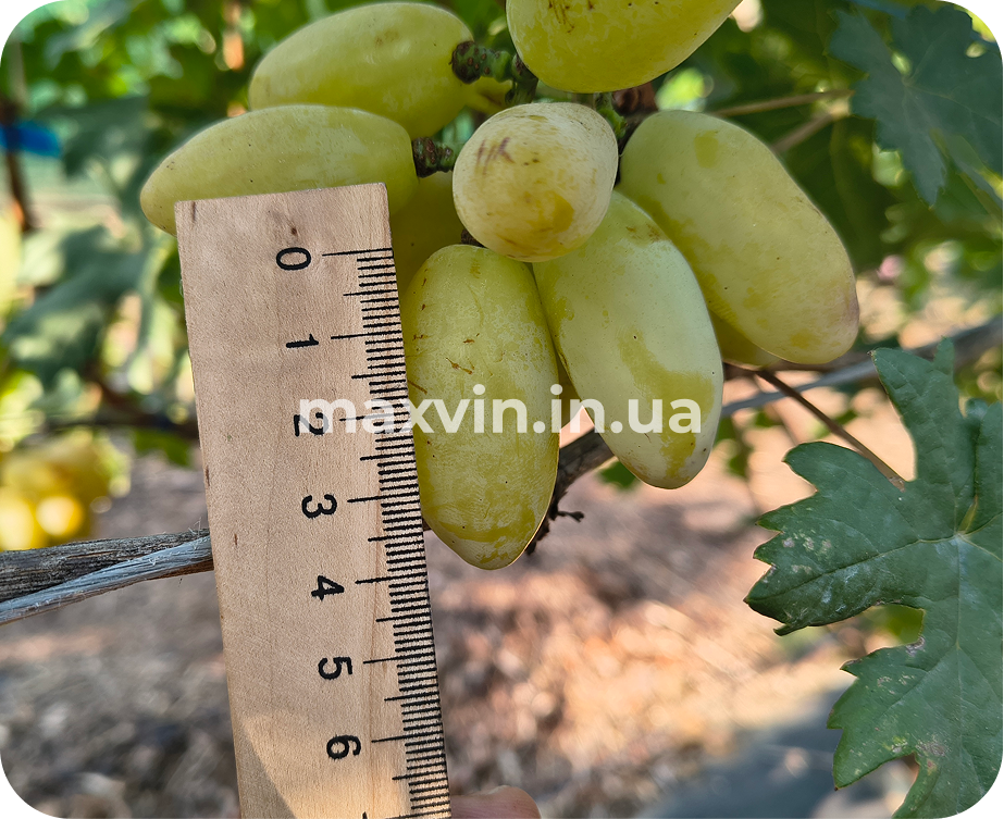 Гібридні форми винограду